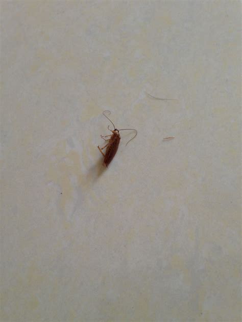 家裡突然出現很多小蟑螂 艮怎麼唸
